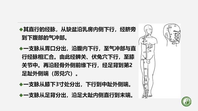 足阳明胃经与腧穴