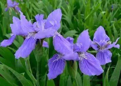 50种浪漫鲜花花语大全 50种浪漫鲜花花语大全（50种浪漫鲜花花语大全图片） 生活