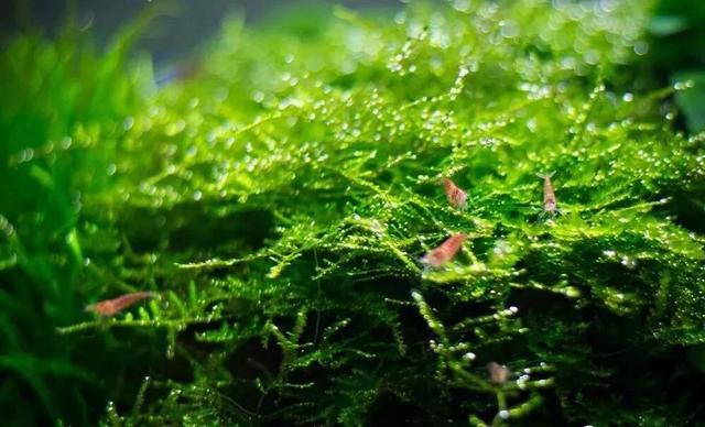 水草缸造景