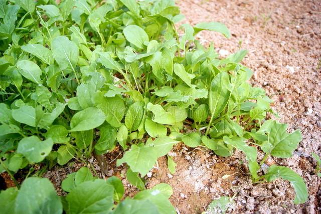 白菜出苗后，蚂蚁、菜青虫危害严重咋办？记住三个方法，轻松搞定