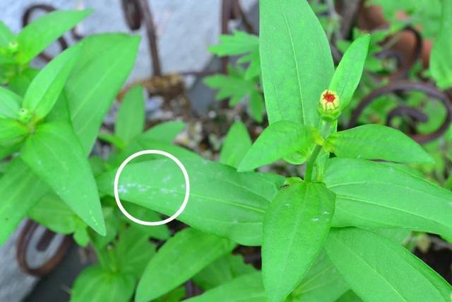 家里的植物总是感染白色粉末，用小苏打可清除，但不能乱用9