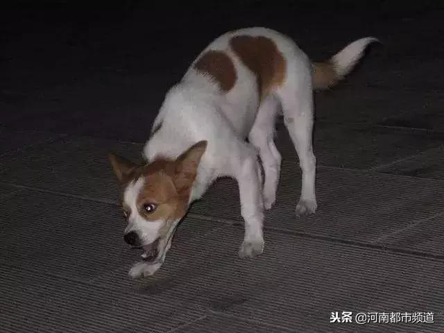 北京犬业联盟