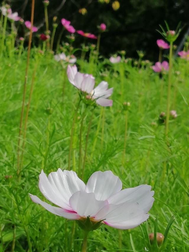 格桑花波斯菊