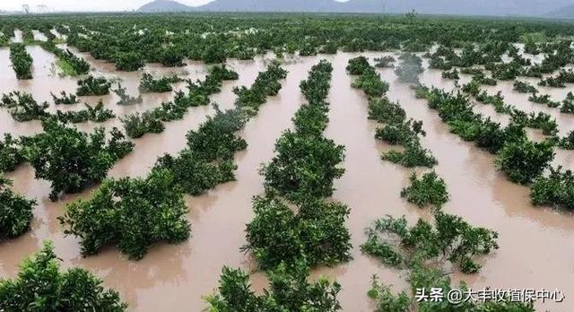 沤根、环割过度..柑橘树的10种死法，这些雷区不要踩