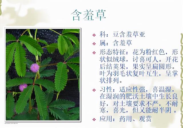 介绍含羞草的样子图片