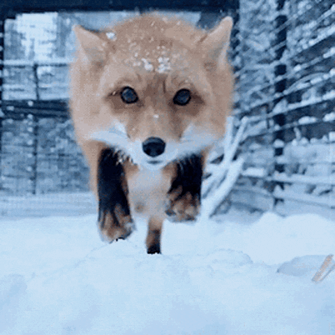 爆笑的GIF动态图：肉的新用法，你们外国人真会玩