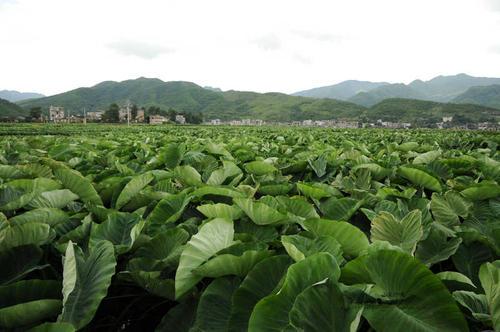 槟榔芋高产栽培技术，掌握田间管理的重要措施，提高种植户效益5