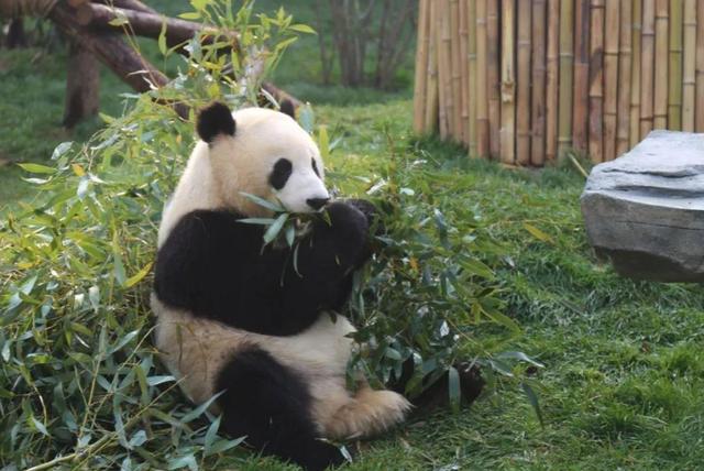 中国有多少大熊猫