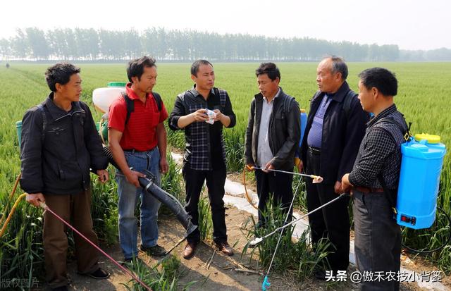 小麦抽穗扬花期重点防治赤霉病，打药时机的选择是关键11