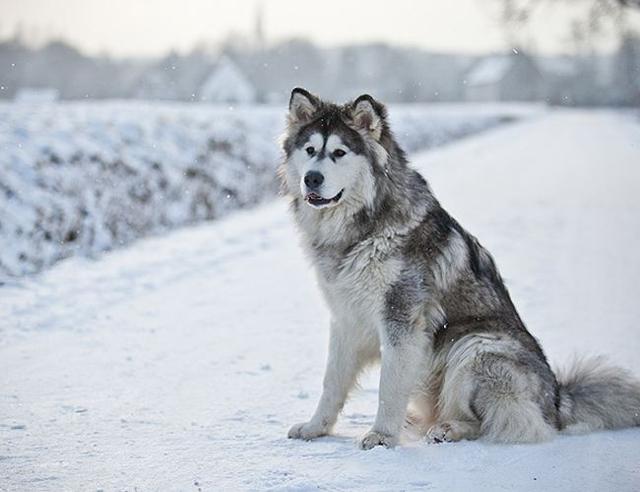 阿拉斯加雪橇犬哈士奇