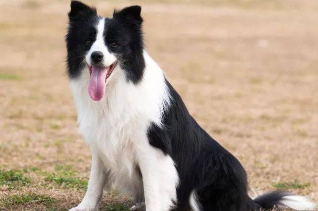 牧羊犬吃什么
