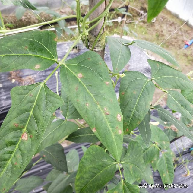 低温多雨、连续重茬豆角炭疽病易发病！防治药剂参考