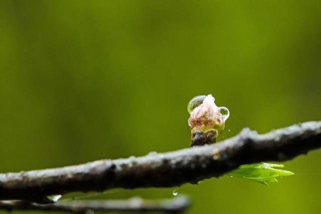 「原创诗词」万里云 | 惜春欲赋诗心老 辛丑仲春十词