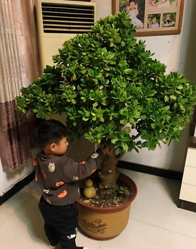 室内观叶植物