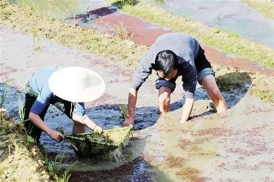 哈尼族的传统节日