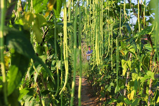 冬季也能种豆角，掌握4点种植技术，冬季大棚豆角长得好3