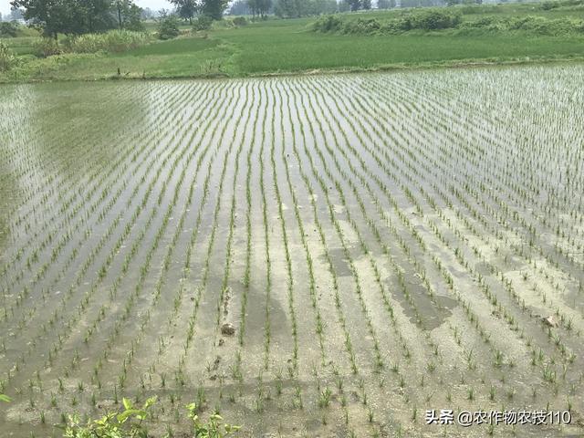 紧急情况，接下来水稻除草剂药害大面积出现，该如何补救呢？
