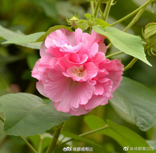 芙蓉代表什么意思