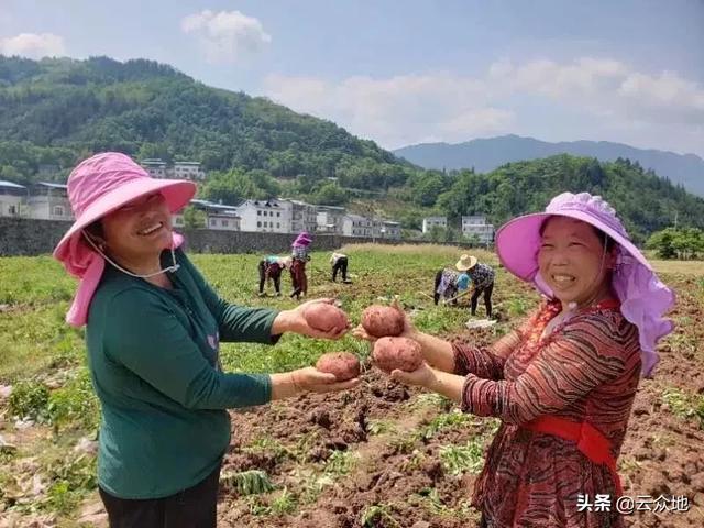 马铃薯晚疫病如何防治？专家教你综合防控技术，用药防治注意3点