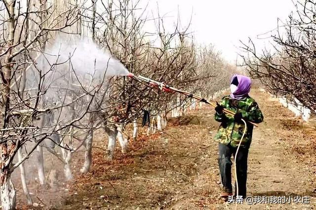 黄淮地区阴雨连绵，核桃树4种虫害需重点防治，减产事小死株事大11