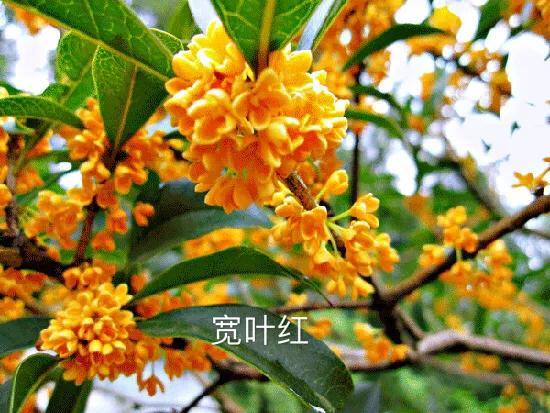 桂花品种