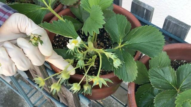 盆栽草莓