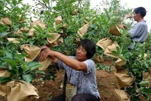 苹果套袋后第一遍药，用治疗性杀菌剂还是用波尔多液呢？