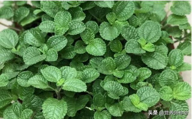 鱼香草(鱼香草和薄荷的区别) | 伯乐创业网