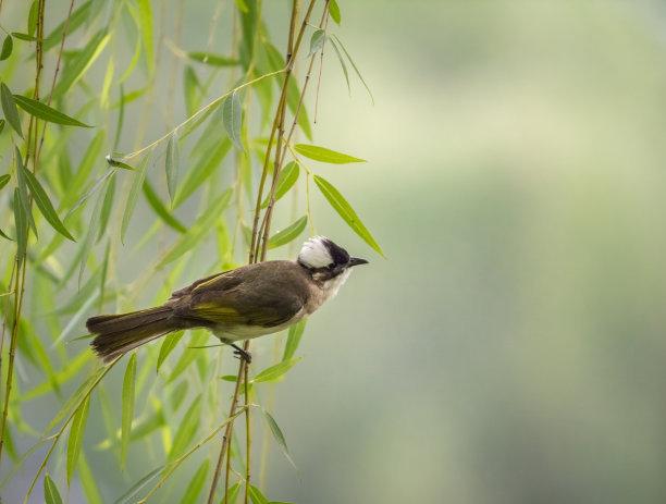 白头翁鸟(白头翁鸟有什么寓意) 资讯 第2张
