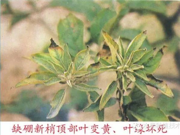 苹果树常见8种缺素症的表现及防治（图文版）11