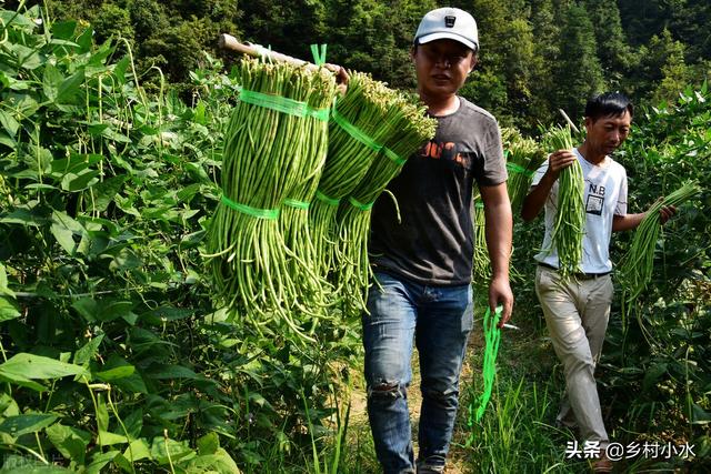 缸豆 缸豆（缸豆高产种植技术） 生活