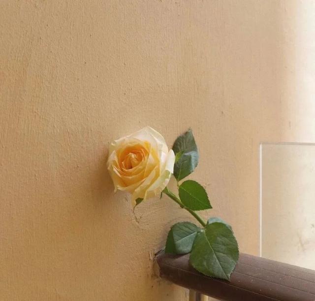 天变 朱砂txt(天变朱砂txt全文番外)