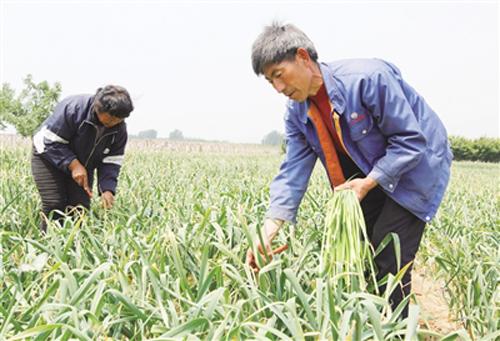 农民种大蒜，用好这几种生长调节剂，有利大蒜提高产量和品质5