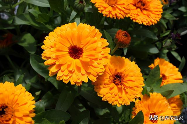 金盏花图片