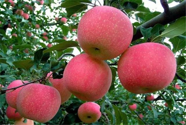 苹果种植技术，苹果树农药全年配方表，种植户多多参考