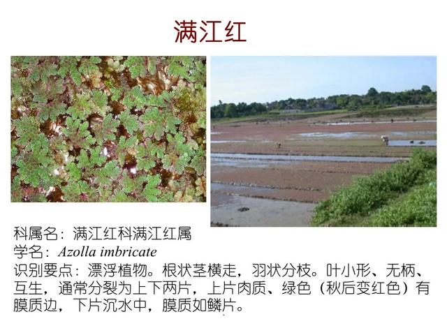 水生植物种类 水生植物种类（水生植物100种） 生活