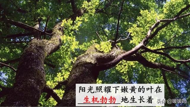 燕子的特点