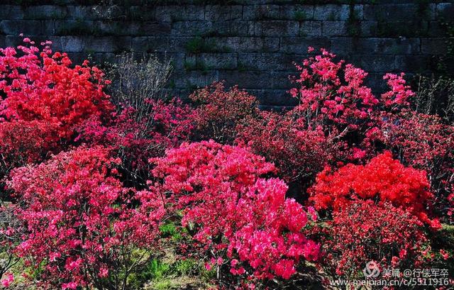 杜鹃花语