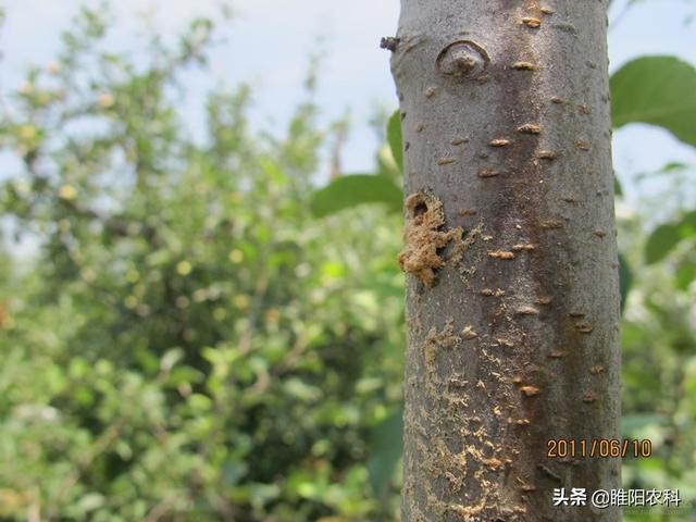 这个药专治树木的蛀干害虫，用一次管一年，干净彻底4