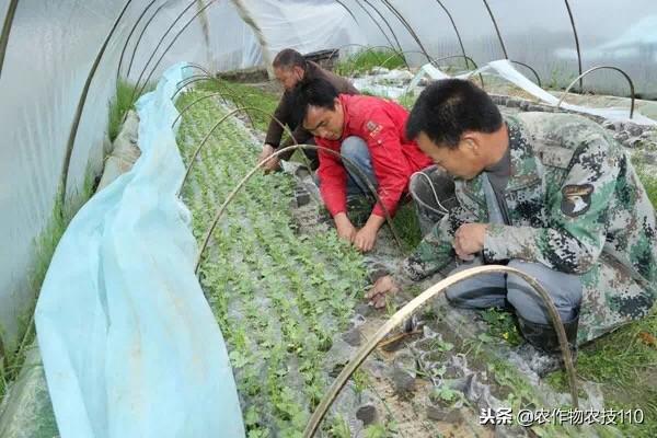 大棚西瓜种植技术