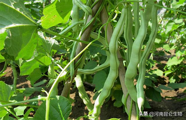 豆角上什么肥料产量高？豆角用什么复合肥？豆角施肥怎么施？2