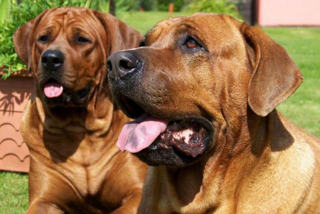 十大护卫犬 十大护卫犬（十大护卫犬排行榜） 动物