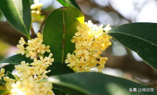中秋节已到，人们常说“花好月圆”，其中“花好”指的是什么花？