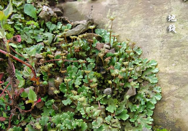 苔藓植物