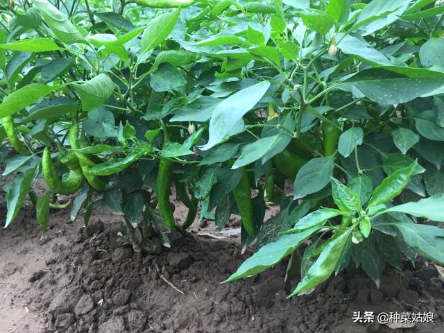 露地种菜老是长不好，掌握这些技术，防治病虫长得好，不用发愁了6