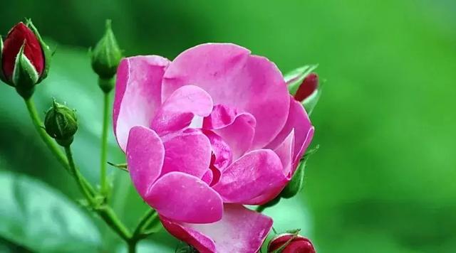 [云端七彩云微信步数修改]，一个媳妇写给婆婆的一封信