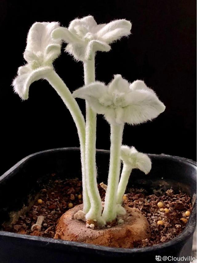 树萝卜 树萝卜（树萝卜下山桩怎么养） 生活