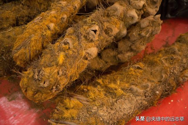 人还未老，腰已先老？三味中药，补肝肾，祛风湿，阴阳双补