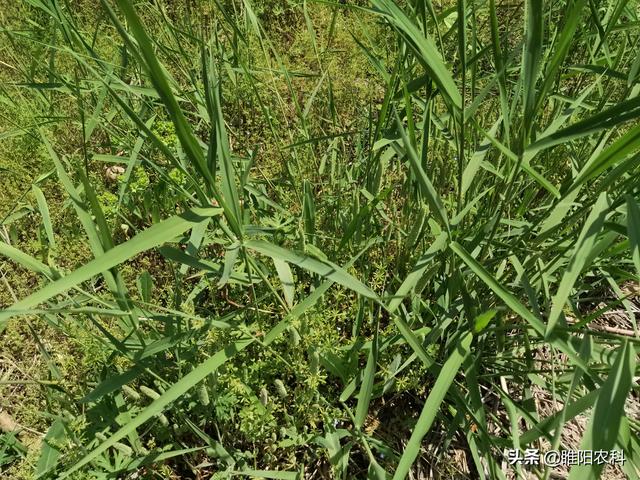 防治芦苇草，用这几种方法，能将芦苇连根杀死3