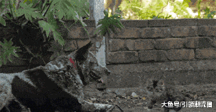 不一般搞笑的GIF：妹子这屁的威力有点大
